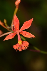 Image of Epidendrum baumannianum