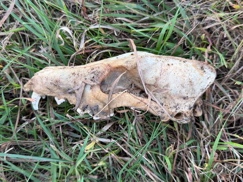Coyote