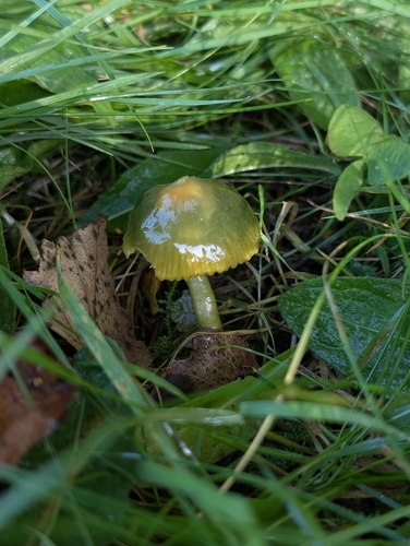 Parrot Mushroom