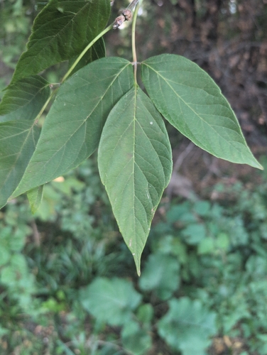box elder