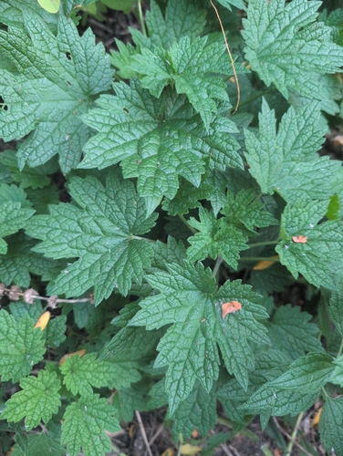 common motherwort