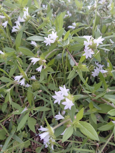 largeflower Mexican clover