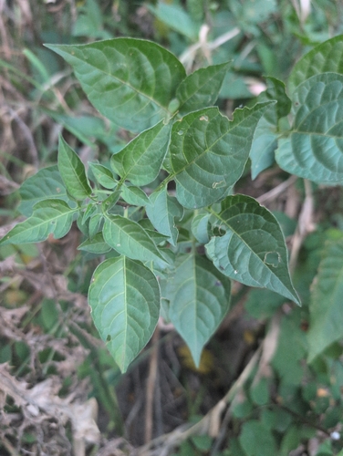 bittersweet nightshade