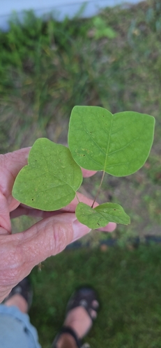American tuliptree