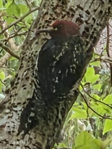 Red-breasted Sapsucker