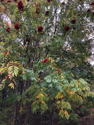 American mountain ash