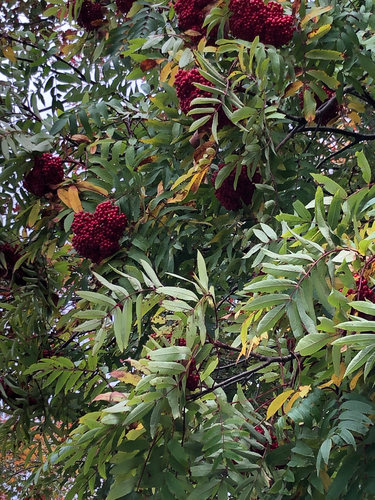 American mountain ash