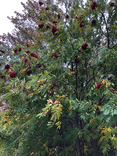 American mountain ash