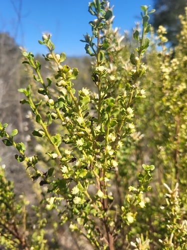 iNaturalist observation photo of coyote brush