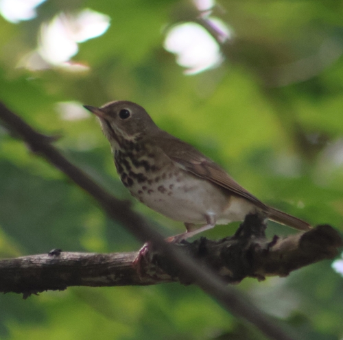 Hermit Thrush