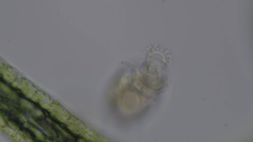Philodina megalotrocha
