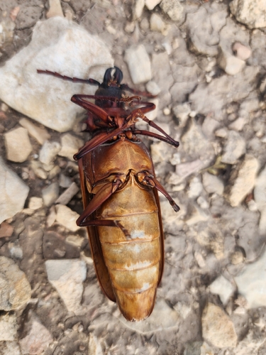 Escarabajo de la raíz del palo verde