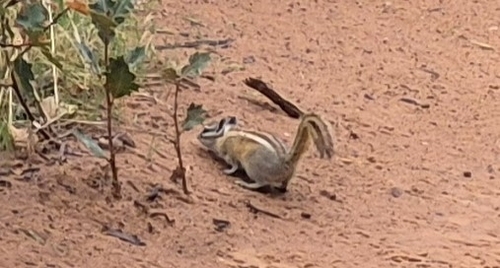 Hopi Chipmunk observed by audznd