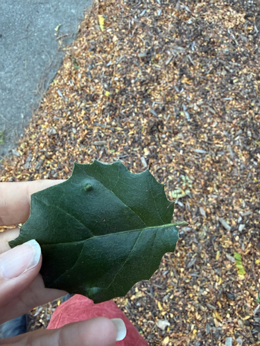 Live Oak Erineum Mite