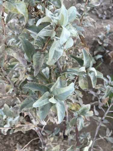 Silverberry