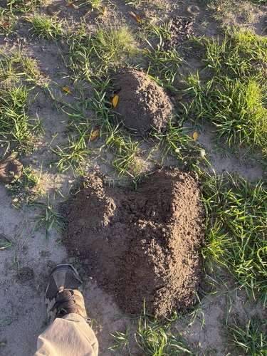 Northern Pocket Gopher