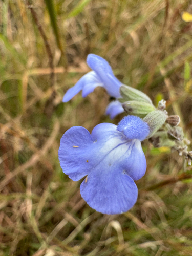 giant blue sage