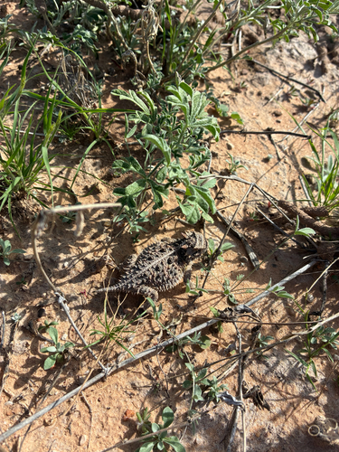 Texas Horned Lizard observed by sarah3278