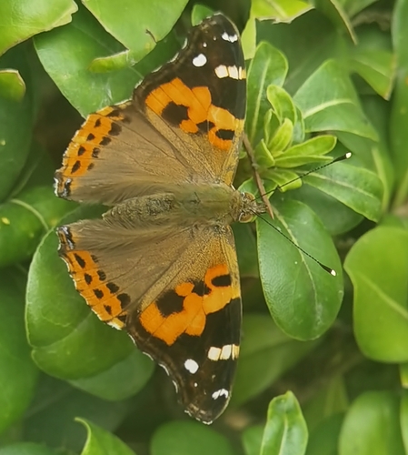 Indian Red Admiral