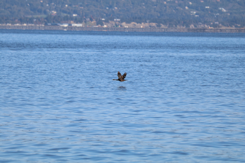 Pelagic Cormorant
