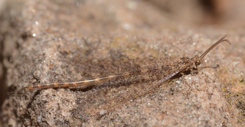 Sacken's Antlion
