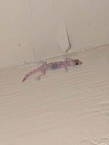 Mediterranean House Gecko