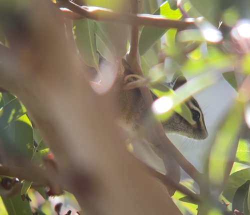 Gray-footed Chipmunk observed by eitanc