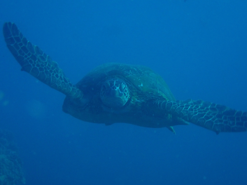 Green Sea Turtle