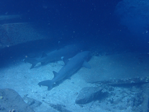 Whitetip Reef Shark