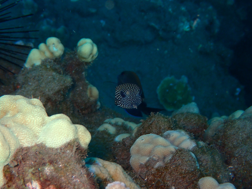 Spotted Boxfish