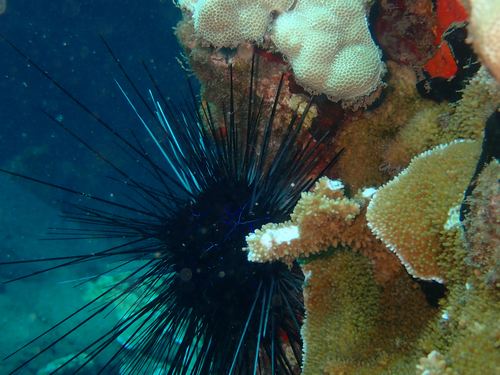Savigny's Longspine Sea Urchin
