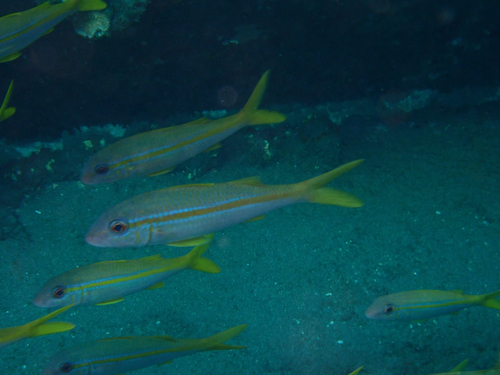 Yellowfin Goatfish