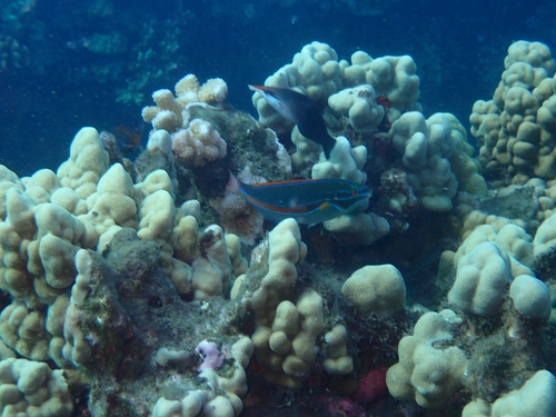 Belted Wrasse