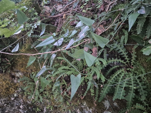 Rough Bindweed