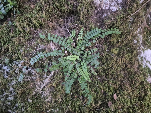 maidenhair spleenwort