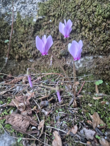 Ivy-leaved cyclamen