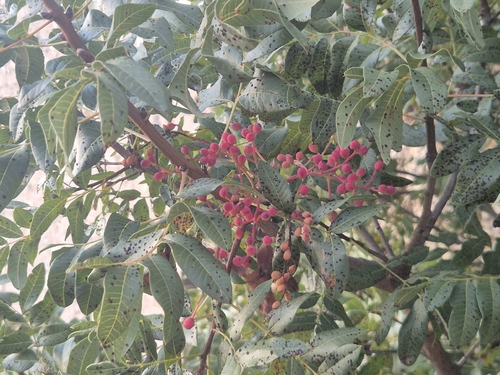 terebinth