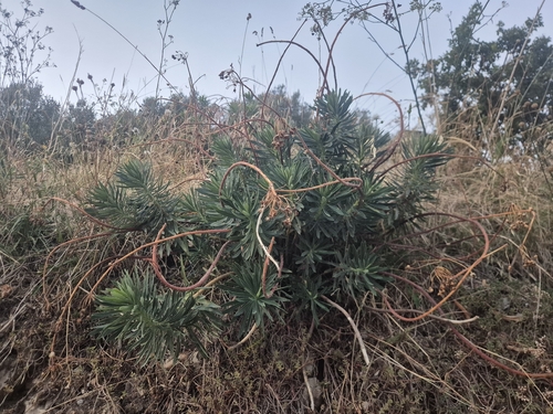 Mediterranean spurge