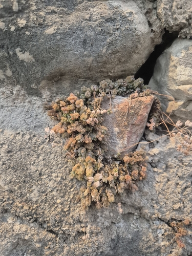 thick-leaved stonecrop