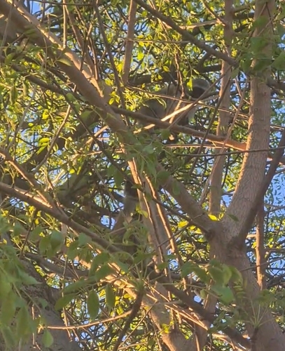 Vervet Monkey