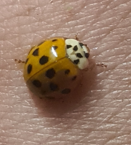 Asian Lady Beetle