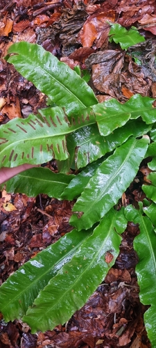Hart's-tongue fern