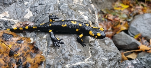Fire Salamander