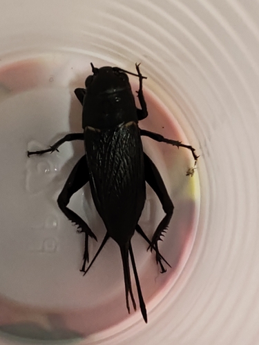 Southern Field Cricket