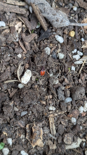 Harlequin Red Bug