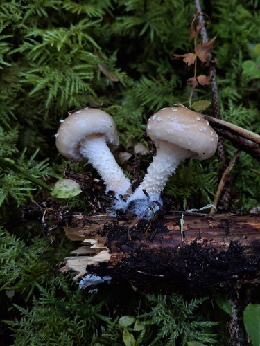 Pholiota lenta