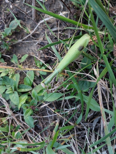 European Mantis