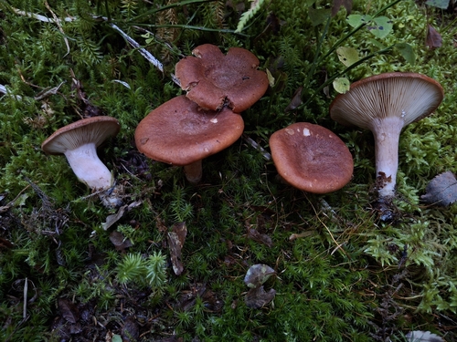Rufous Milkcap
