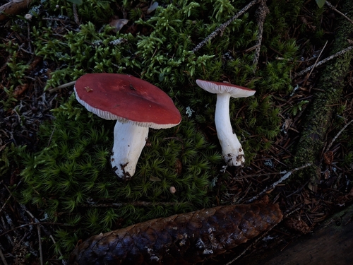 Russula griseascens