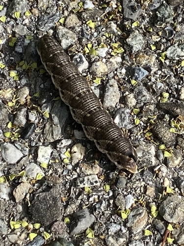 Convolvulus Hawkmoth